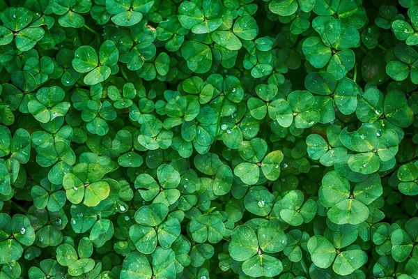 Підбір імені для новонароджених Підбір імені для новонароджених